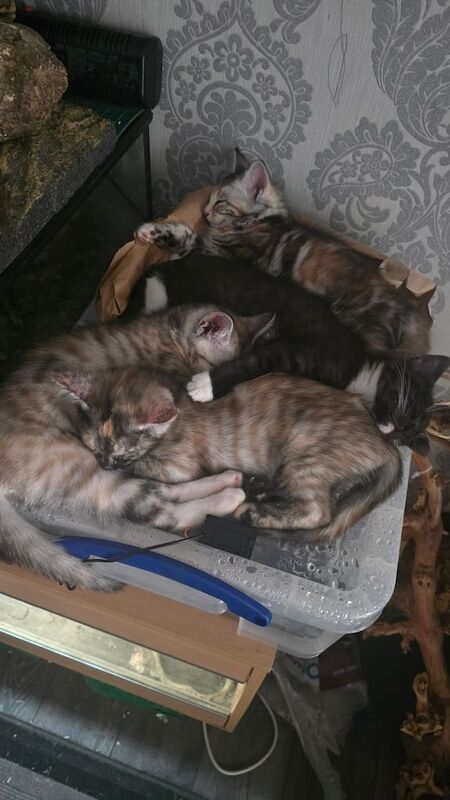 Bengal kittens for sale in Kirkcaldy, Fife – 11 weeks old