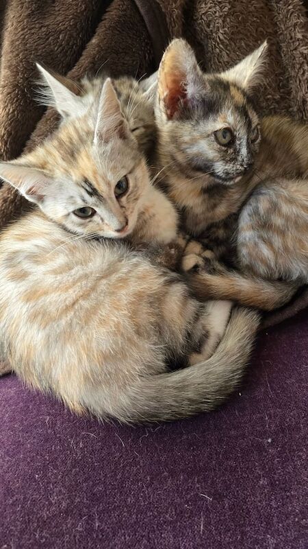 Bengal kittens for sale in Kirkcaldy, Fife – 11 weeks old - Image 2 of 3