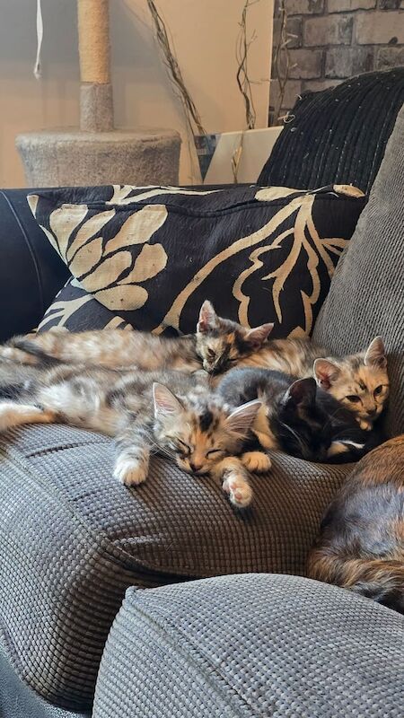 Bengal kittens for sale in Kirkcaldy, Fife – 11 weeks old - Image 3 of 3
