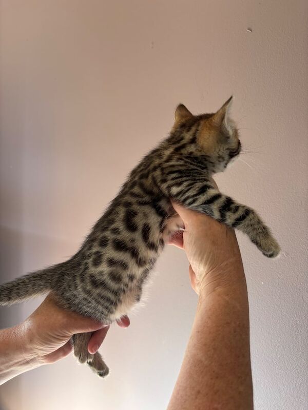 Bengal kittens for sale in Highland Boath, Nairn – 6 weeks old