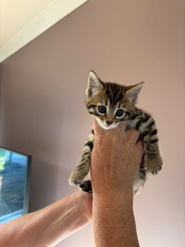 Bengal kittens for sale in Highland Boath, Nairn – 6 weeks old - Image 2 of 3