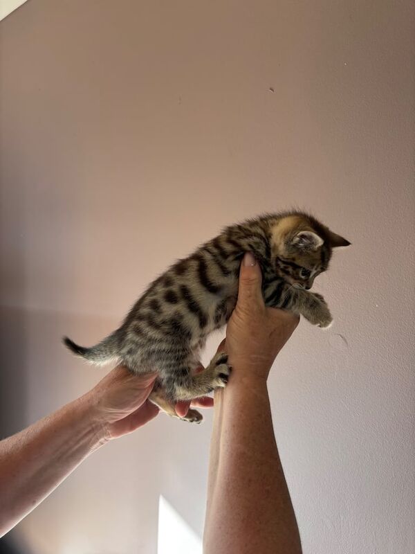 Bengal kittens for sale in Highland Boath, Nairn – 6 weeks old - Image 3 of 3