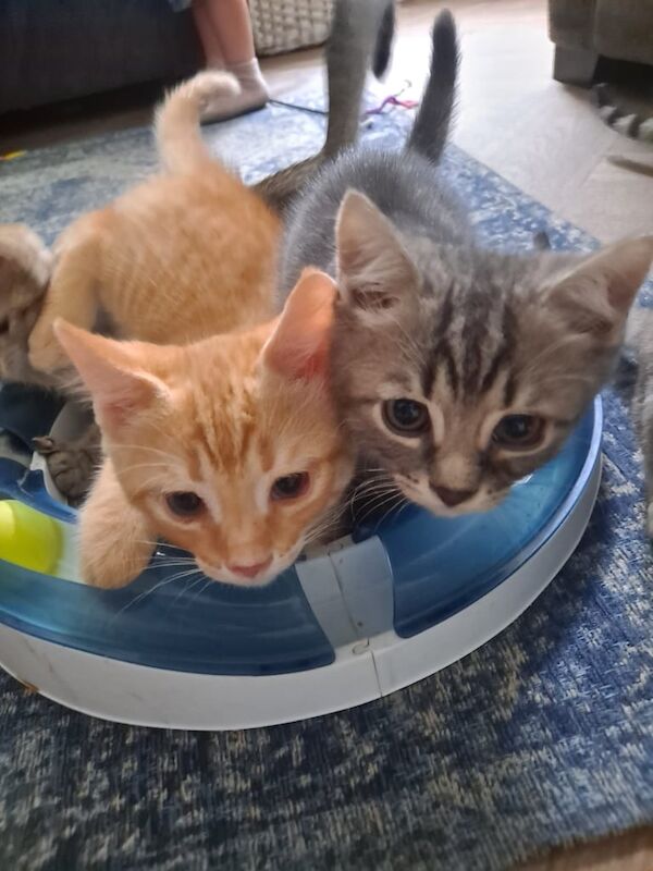 Bengal kittens for sale in Brierley Hill, West Midlands – 10 weeks old