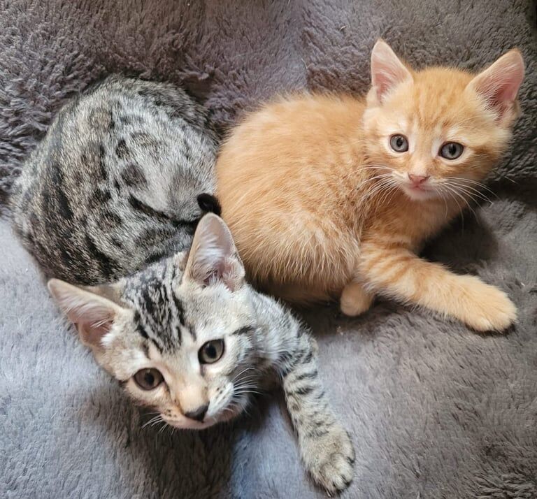 Bengal kittens for sale in Brierley Hill, West Midlands – 10 weeks old - Image 2 of 3