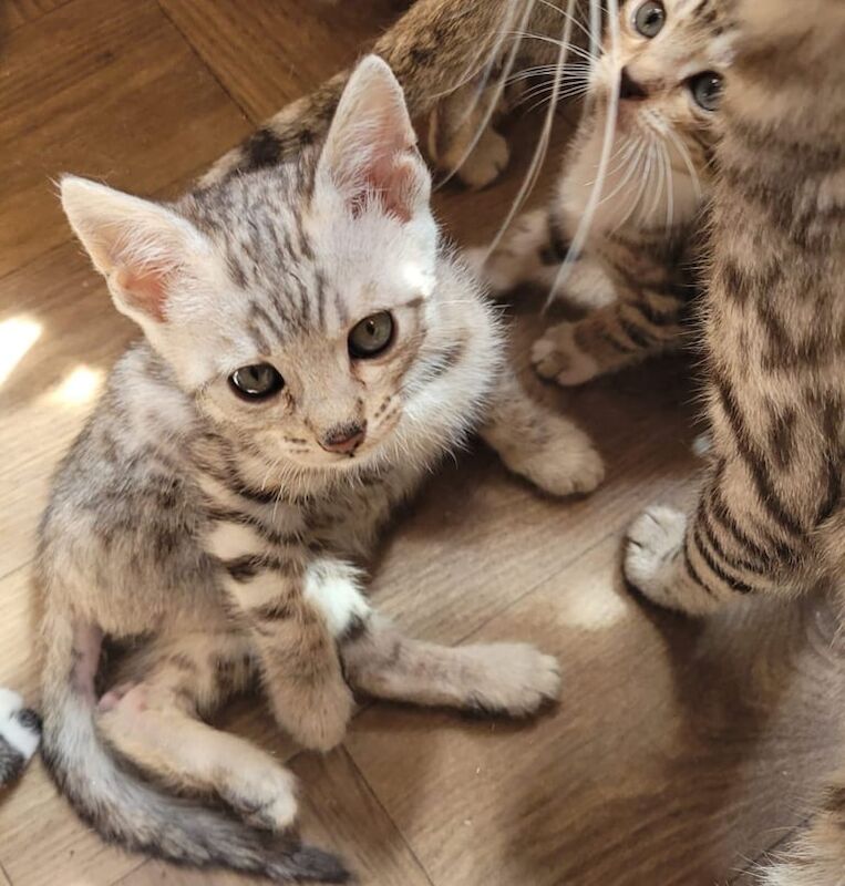 Bengal kittens for sale in Brierley Hill, West Midlands – 10 weeks old - Image 3 of 3