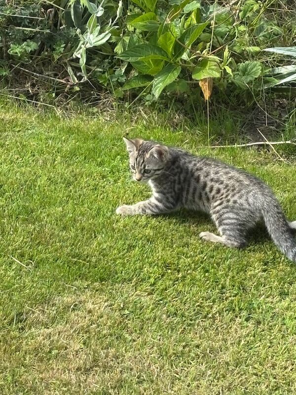 Bengal kittens for sale in Highland Boath, Nairn – 10 weeks old
