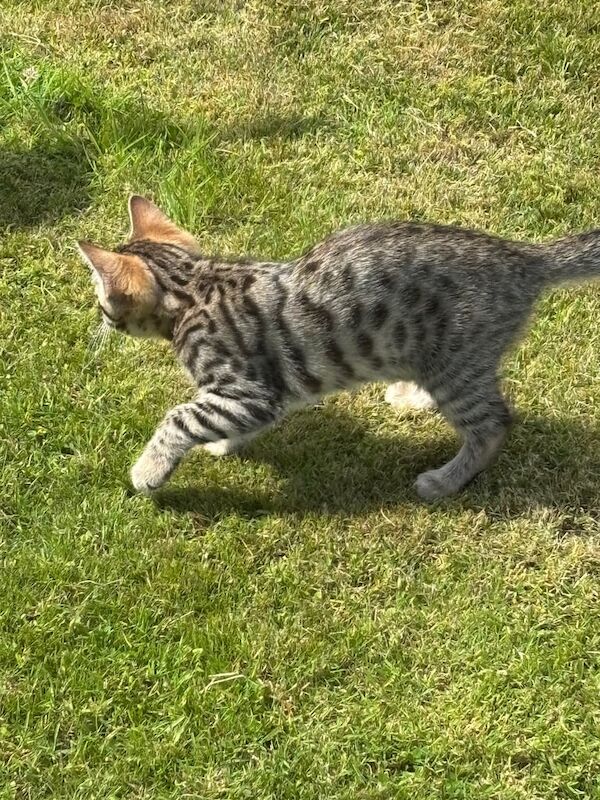 Bengal kittens for sale in Highland Boath, Nairn – 10 weeks old - Image 2 of 3