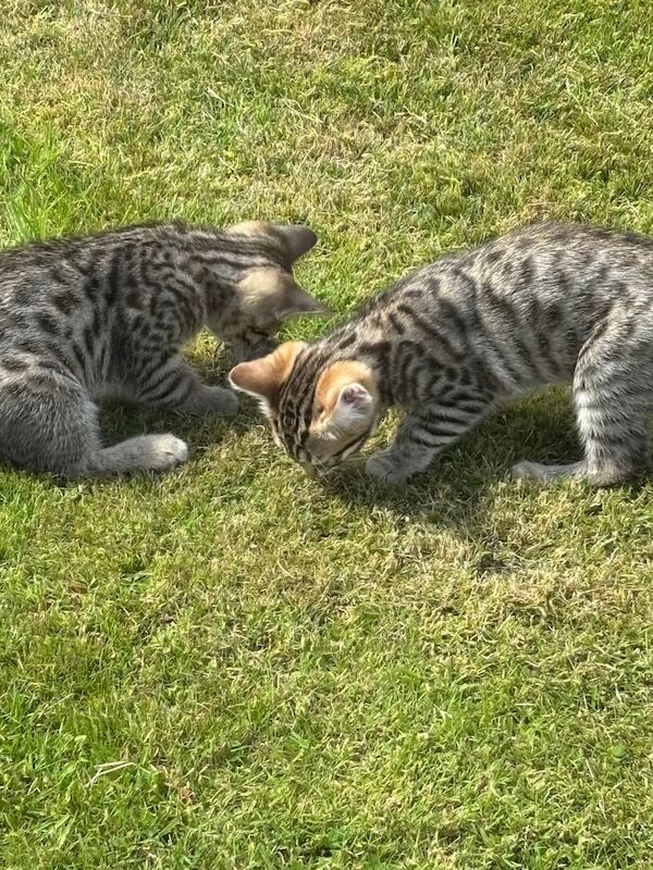 Bengal kittens for sale in Highland Boath, Nairn – 10 weeks old - Image 3 of 3