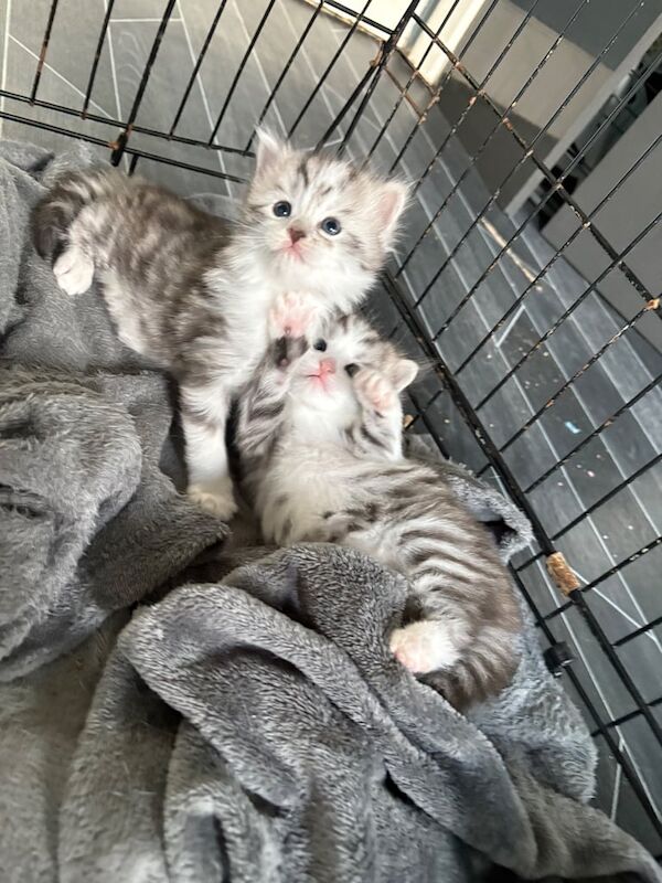 Bengal kittens for sale in East End, East Riding of Yorkshire – 4 weeks old - Image 2 of 3