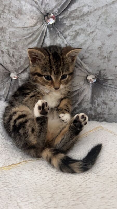Bengal kittens for sale in Norwich, Norfolk – 8 weeks old