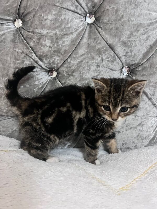 Bengal kittens for sale in Norwich, Norfolk – 8 weeks old - Image 2 of 6