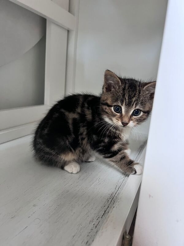 Bengal kittens for sale in Norwich, Norfolk – 8 weeks old - Image 3 of 6