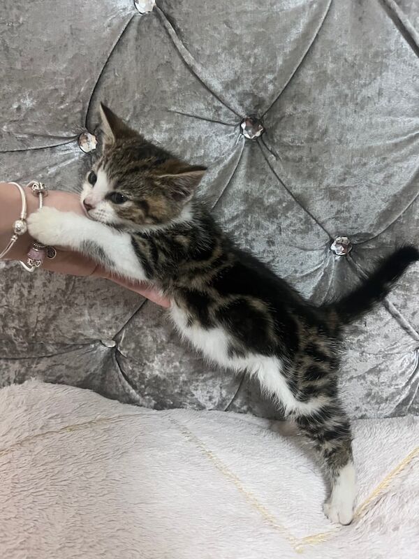 Bengal kittens for sale in Norwich, Norfolk – 8 weeks old - Image 5 of 6