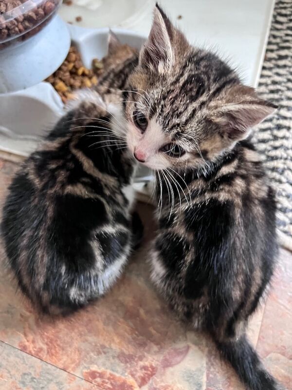 Bengal kittens for sale in Norwich, Norfolk – 8 weeks old - Image 6 of 6