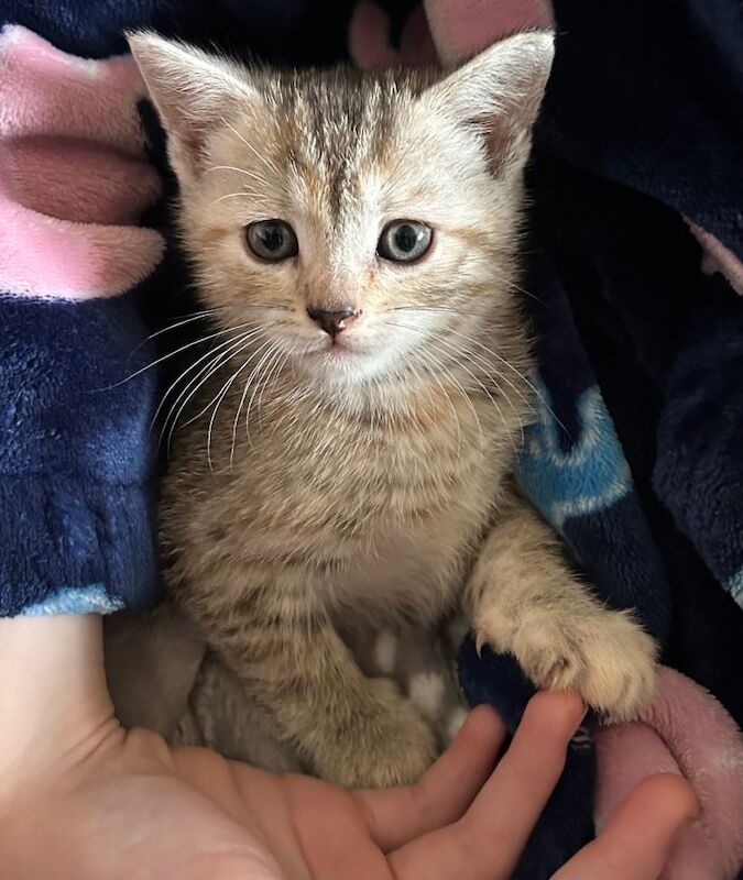 Bengal kittens for sale in Armadale, West Lothian – 7 weeks old