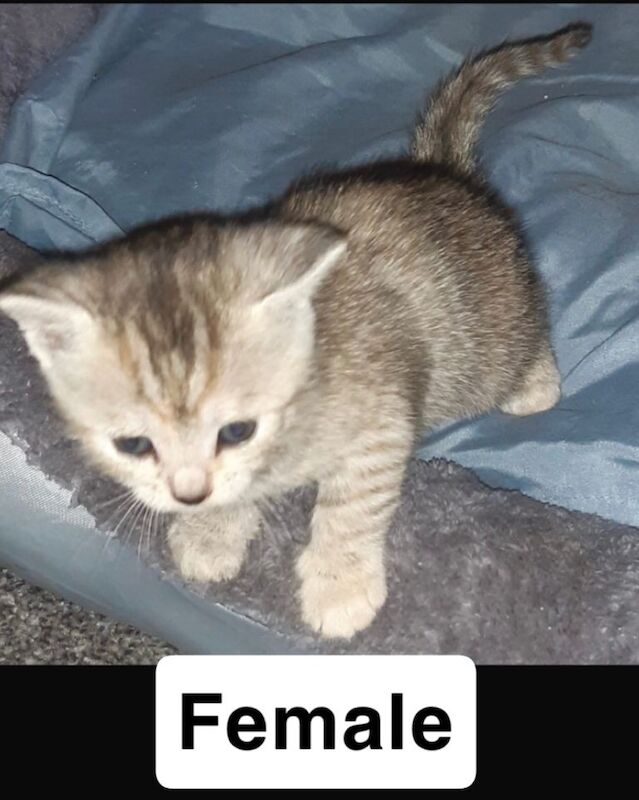 Bengal kittens for sale in Armadale, West Lothian – 8 weeks old - Image 2 of 5