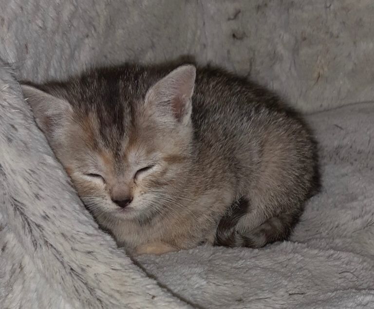 Bengal kittens for sale in Armadale, West Lothian – 8 weeks old - Image 3 of 5