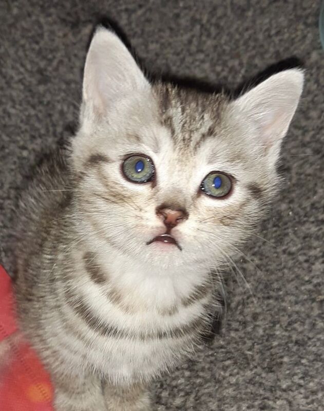 Bengal kittens for sale in Armadale, West Lothian – 8 weeks old - Image 4 of 5