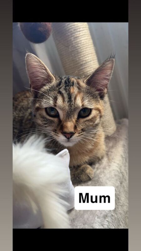 Bengal kittens for sale in Armadale, West Lothian – 8 weeks old - Image 5 of 5