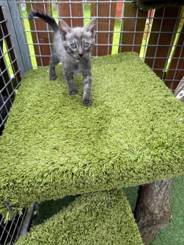 Bengal x kittens - Image 4 of 5