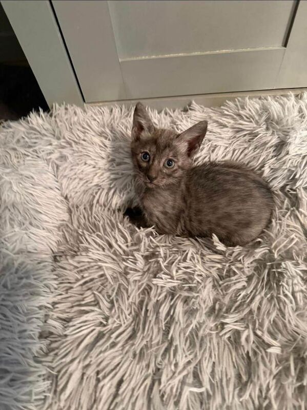 Bengal x kittens - Image 5 of 5