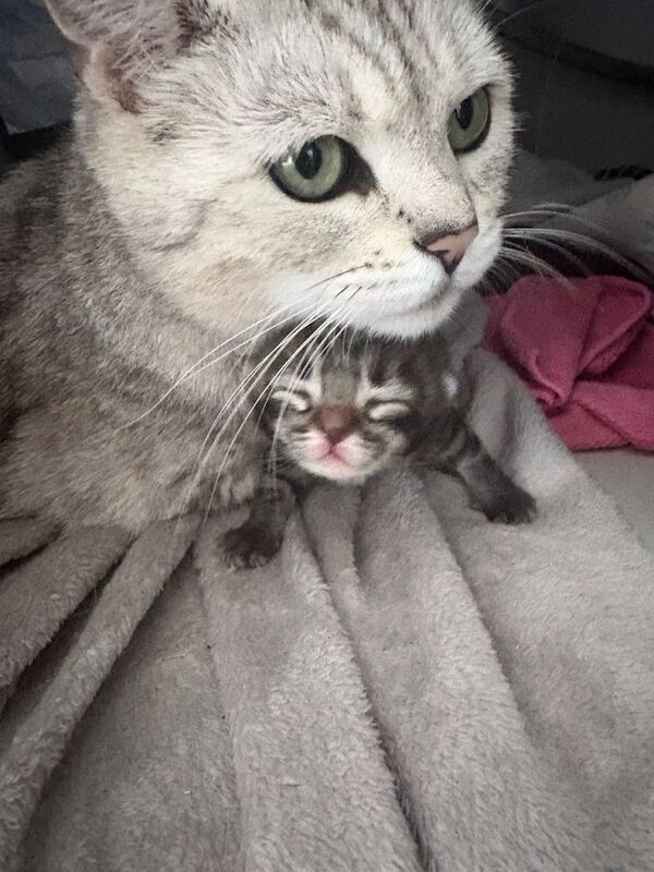Bengal x kittens