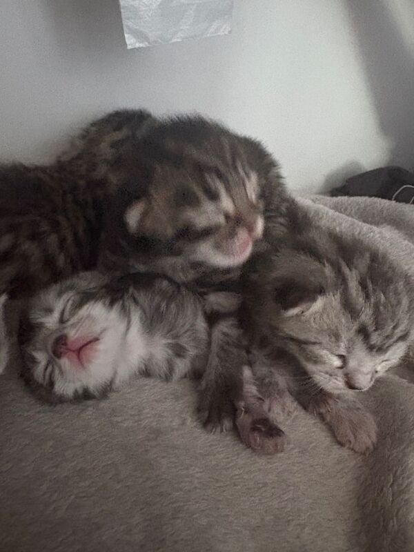 Bengal x kittens - Image 2 of 3