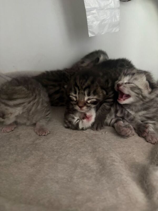 Bengal x kittens - Image 3 of 3