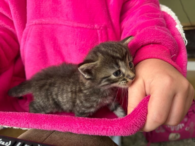 Bengal X kittens - Image 2 of 6