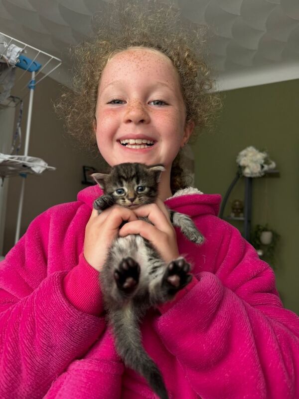 Bengal X kittens - Image 3 of 6