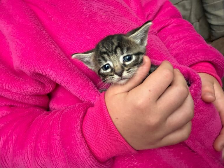 Bengal X kittens - Image 4 of 6