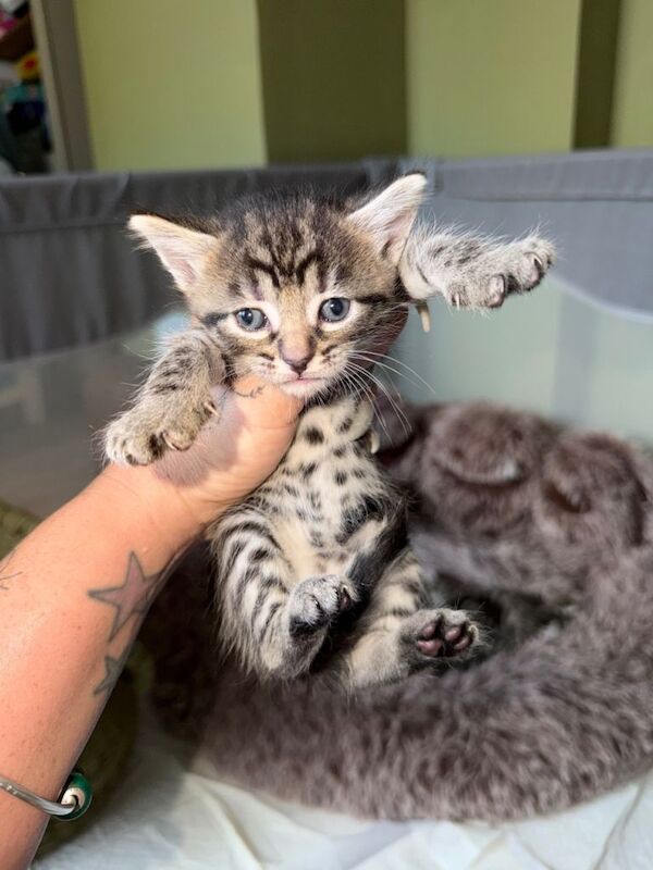 Bengal X kittens - Image 5 of 6