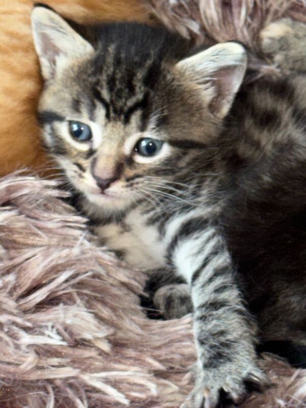 Bengal X kittens - Image 6 of 6