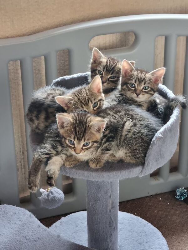 Bengal x kittens