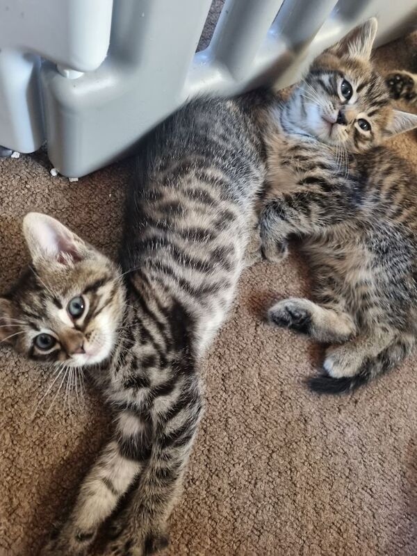 Bengal x kittens - Image 2 of 3