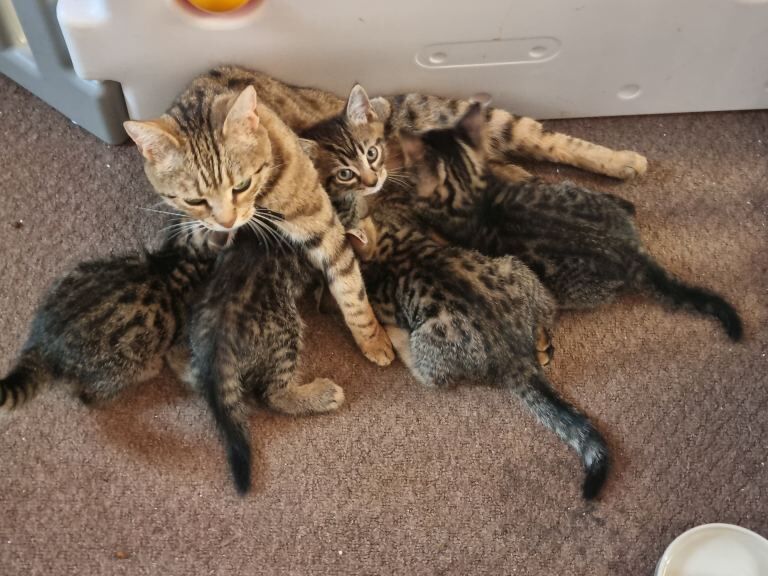 Bengal x kittens - Image 3 of 3