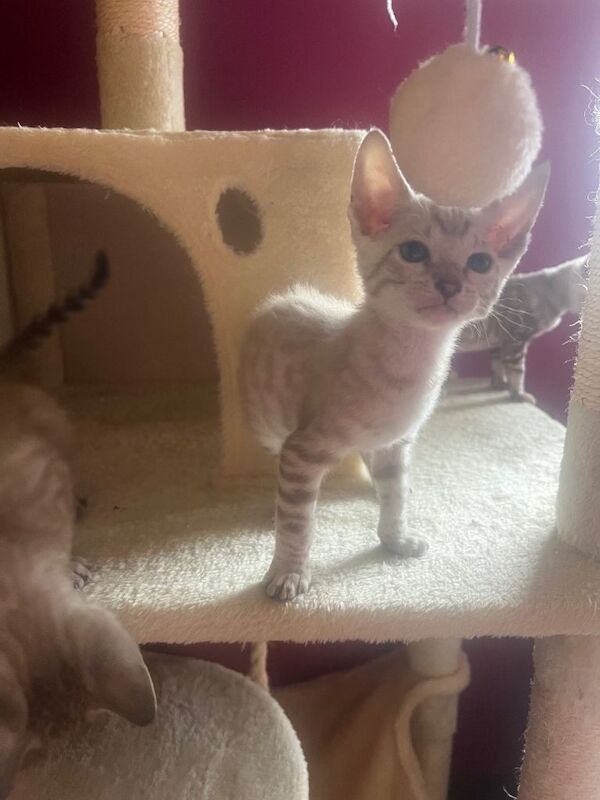 Bengal Kittens For Sale
