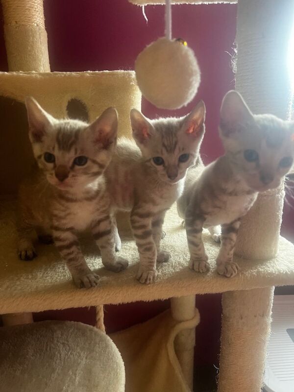 Bengal X kittens - Image 2 of 6