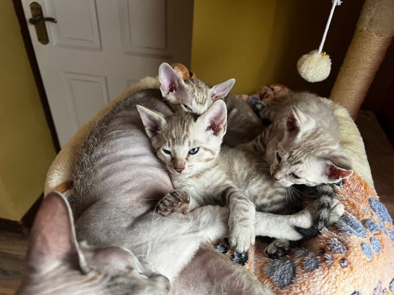 Bengal X kittens - Image 3 of 6