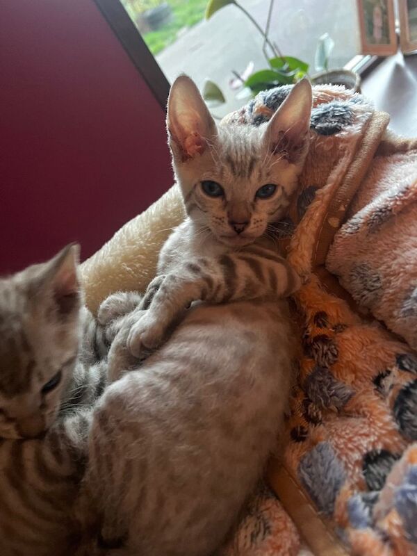 Bengal X kittens - Image 4 of 6