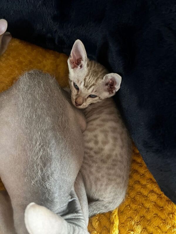 Bengal X kittens - Image 5 of 6