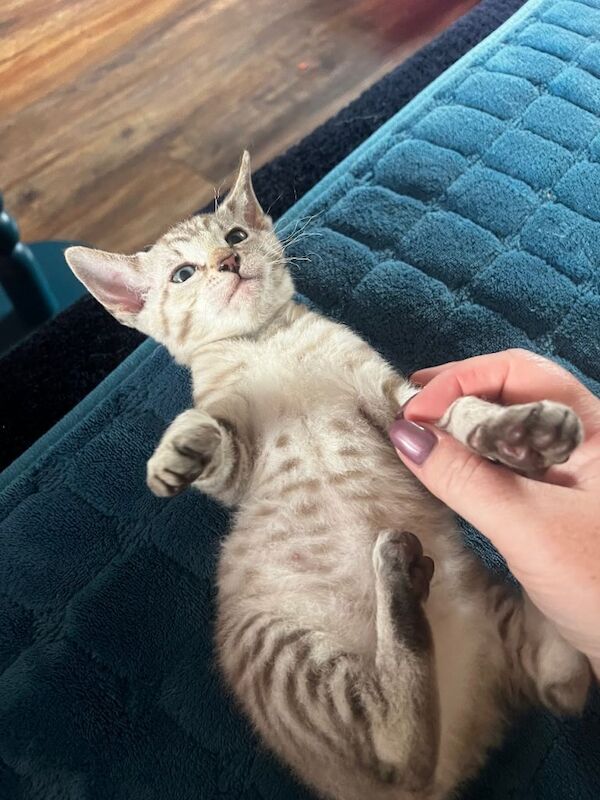 Bengal X kittens - Image 6 of 6