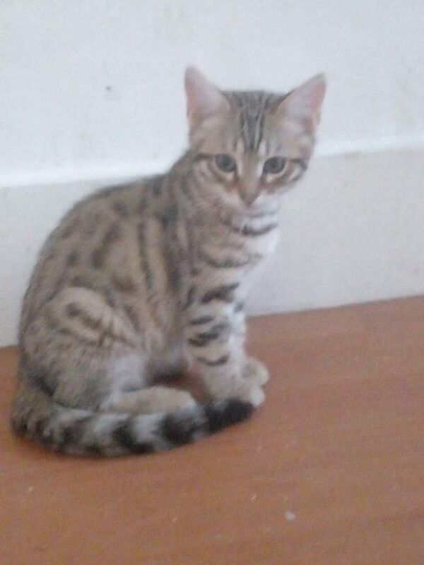 Bengal x kittens