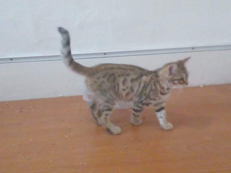 Bengal x kittens - Image 2 of 5
