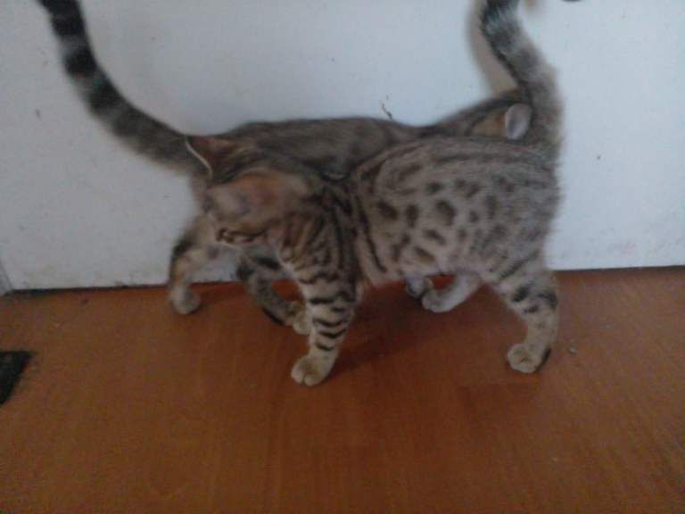 Bengal x kittens - Image 3 of 5