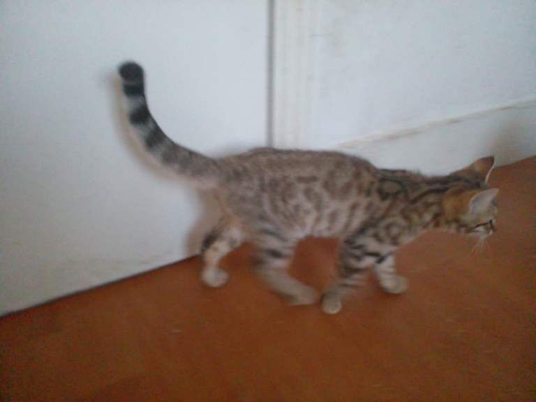 Bengal x kittens - Image 4 of 5