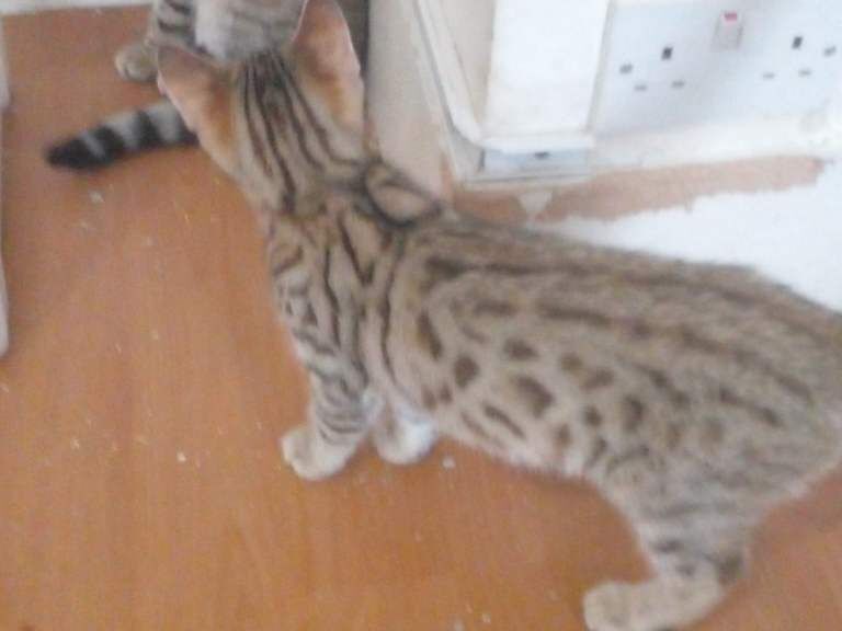 Bengal x kittens - Image 5 of 5