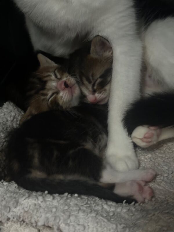 Bengal X kittens for sale in Haringey, London