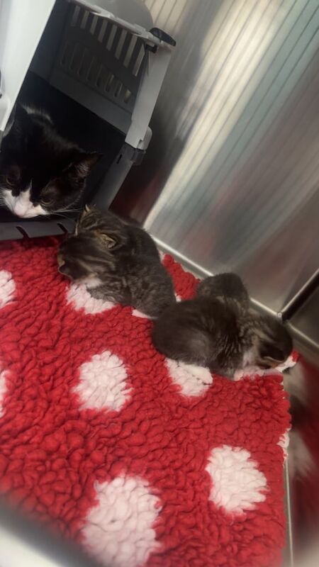 Bengal X kittens for sale in Haringey, London | Image 2