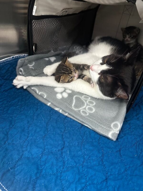 Bengal X kittens for sale in Haringey, London | Image 3